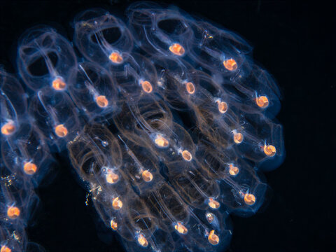 Close up of a transparent salp colony drifting during a blackwater dive in Anilao Philippines