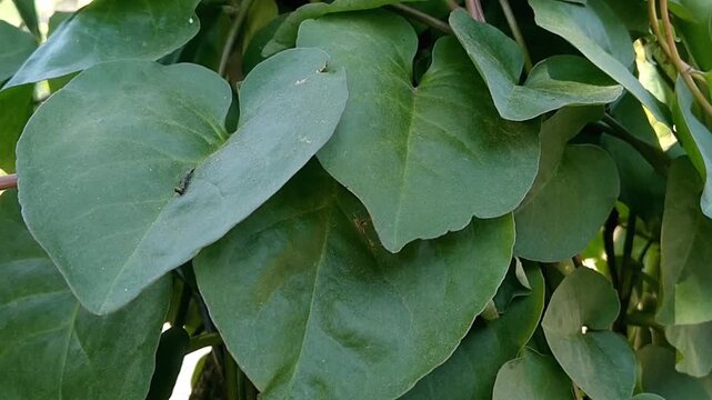 Green leaves of Anredera cordifolia herbal plant in the garden