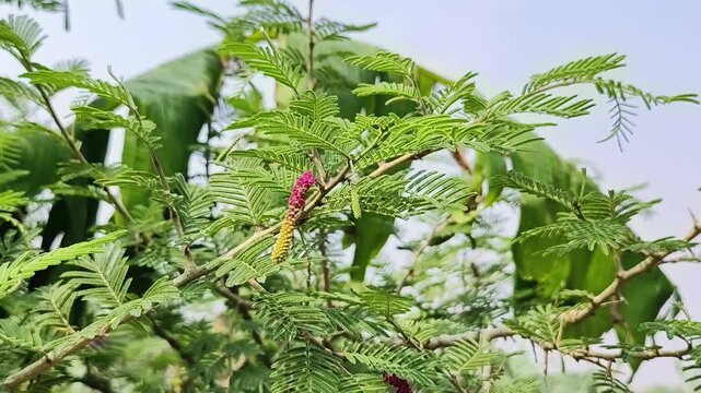 Shami plant flower scientific name Prosopis cineraria closeup leaves and flower selective focus on natural background.