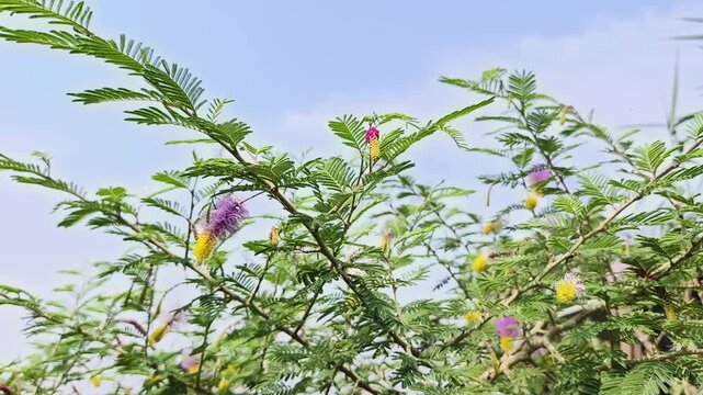 Shami plant flower scientific name Prosopis cineraria closeup leaves and flower selective focus on natural background.