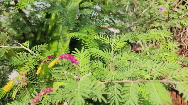 Shami plant flower scientific name Prosopis cineraria closeup leaves and flower selective focus on natural background.