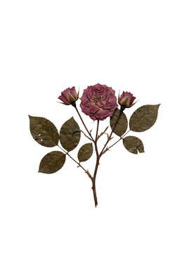 Pressed dried purple rose with buds and leaves isolated on white background