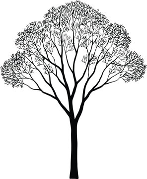 Black and white ink of a tree with detailed branches and leaves ink tree