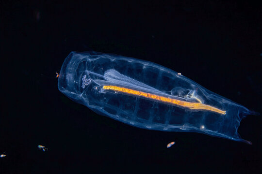 Solitary Pelagic Tunicate Salpa aspera Drifting in Open Blackwater at Night
