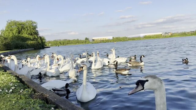 Swan and Water Birds at Lake View of Milton Keynes City of England. Low Angle Footage Was Captured During Day of 24th April, 2025