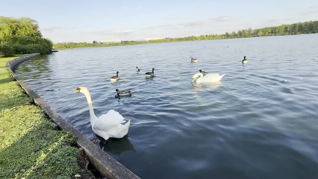 Swan and Water Birds at Lake View of Milton Keynes City of England. Low Angle Footage Was Captured During Day of 24th April, 2025