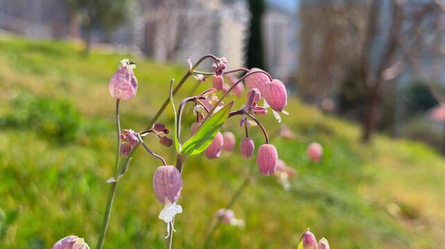 Pink bladder campion wildflower blooming on green meadow slope with city building in background, urban springtime nature, delicate wild flora concept.