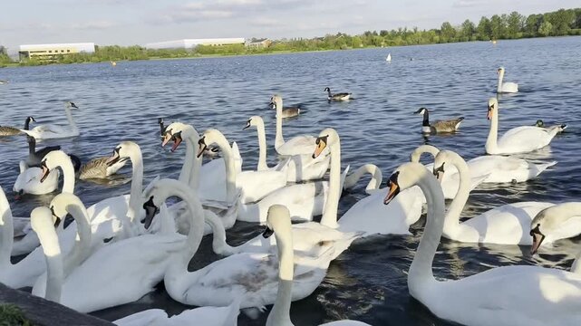 Swan and Water Birds at Lake View of Milton Keynes City of England. Low Angle Footage Was Captured During Day of 24th April, 2025