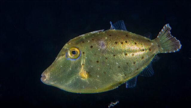 Juvenile filefish swimming in open water during a blackwater dive in Anilao Philippines