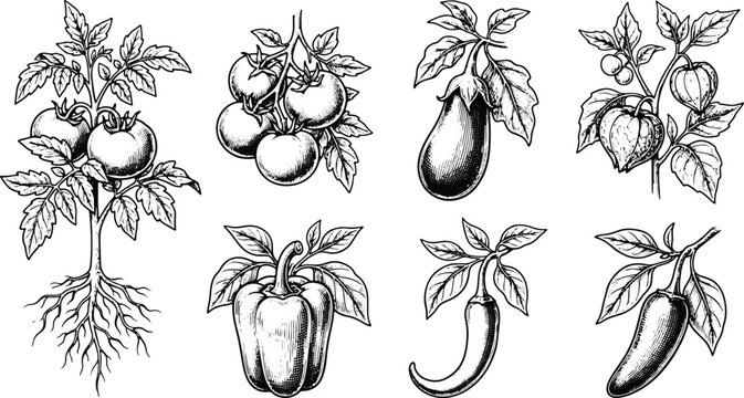 Vintage engraved garden vegetables collection featuring tomato eggplant pepper chili and physalis botanical illustrations