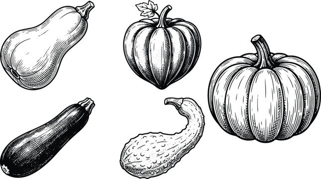 Vintage engraved gourds and pumpkins collection featuring butternut squash zucchini and bitter melon