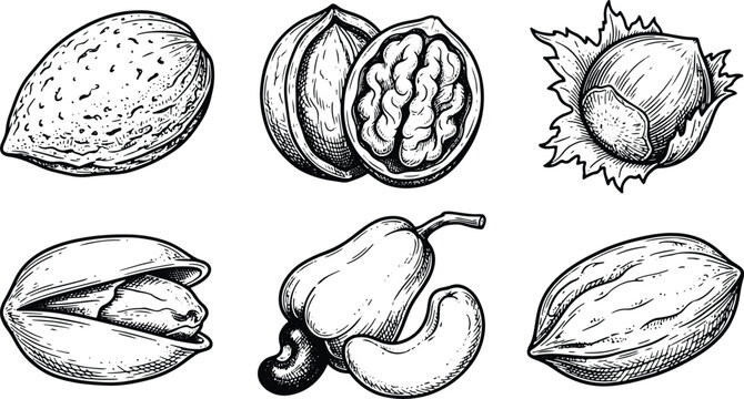 Vintage engraved nuts collection featuring almond walnut hazelnut pistachio cashew and pecan illustrations