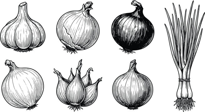 Vintage engraved onion varieties collection featuring garlic shallot scallion and bulb botanical illustrations