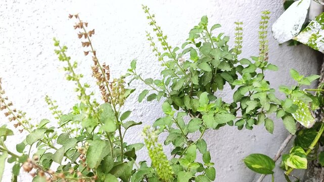 Tulsi plant also known as holy basil is a holy plant in Hinduism and also have many herbal properties.