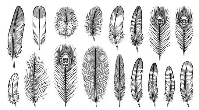 Exquisite collection of peacock and exotic bird feathers in detailed ink illustration style featuring intricate patterns and textures isolated on white background for artistic graphics