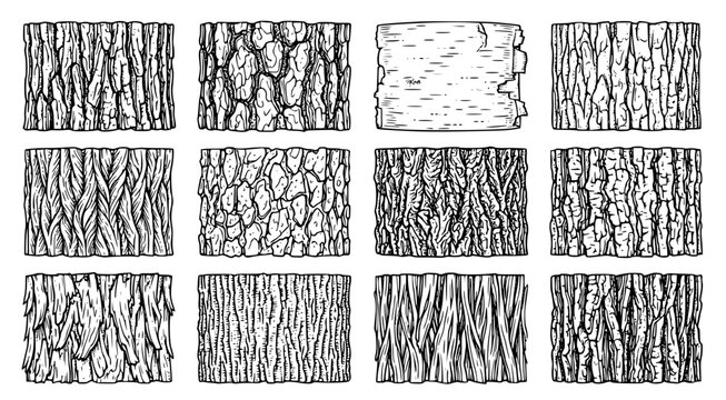 Set of twelve distinct tree bark textures showcasing various organic patterns including rough ridges and smooth peeling surfaces rendered in a professional black and white ink style