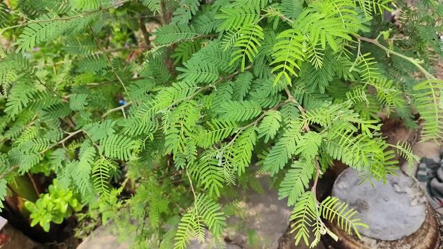 Shami plant flower scientific name Prosopis cineraria closeup leaves and flower selective focus on natural background.
