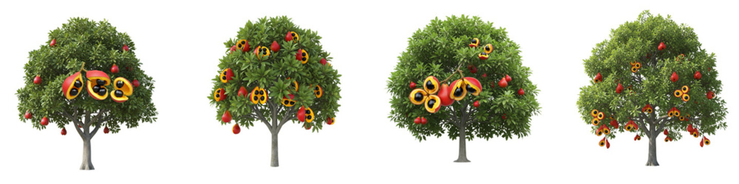 Four ackee trees with ripe red fruit isolated on black background