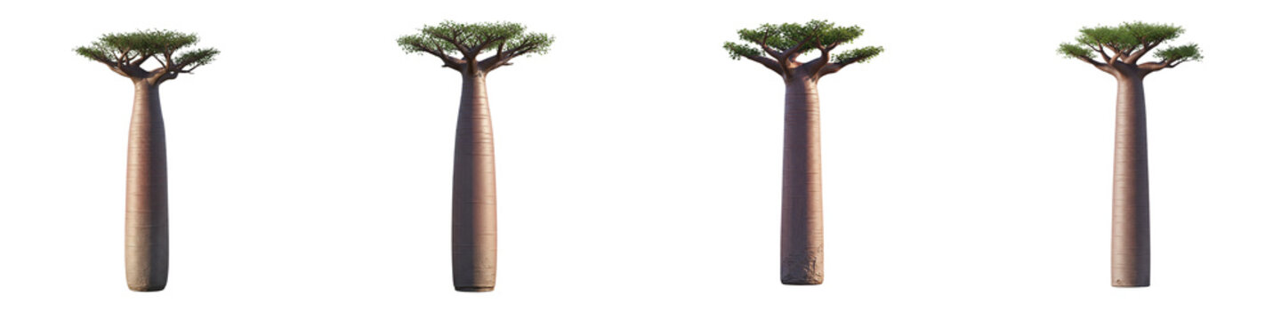 Four baobab trees isolated on black background for nature design