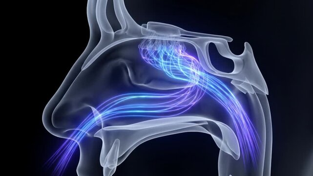 鼻腔の嗅裂における匂い分子の気流トラップと嗅上皮への誘導を描く医療用抽象CGアニメーション