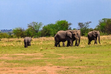 Fototapeta premium Herd of african elephants in savanna in Serengeti National park in Tanzania