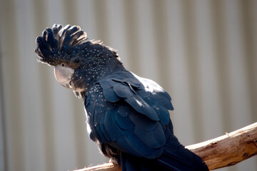 the female red tailed black cockatoo is resting © susan flashman