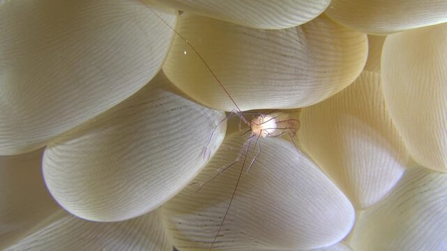 Shrimp perches on the round leaves of a sea plant on the ocean floor.
