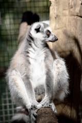 Obraz premium the ring tailed lemur is sitting resting