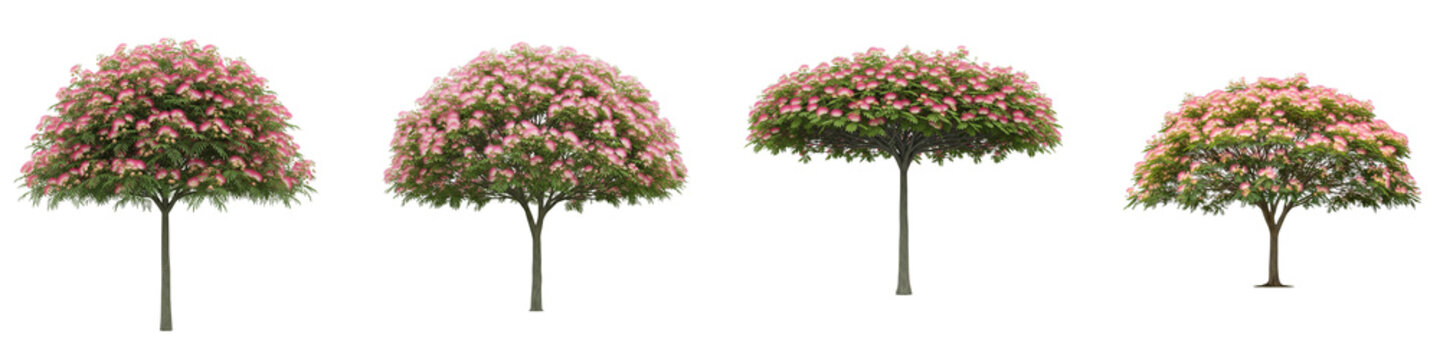 Four blooming pink silk trees isolated on black background for design