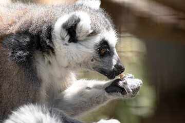 the ring tailed lemur is eating fruit © susan flashman