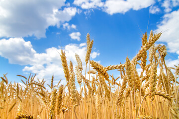 Golden wheat field against blue sky with clouds. Agriculture and farming concept. Harvesting season and organic food production. © Сергей Васильченко