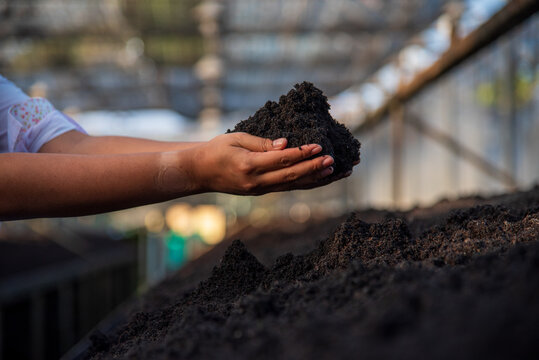 Green agriculture. Farmer cultivated planting in eco Farmland biotechnology. Smart farmer checking plant in eco green farm sustainable quality control. Close up Hand check quality control plant tree