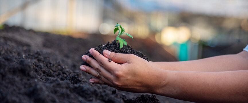 Banner Close up Hand check soil quality control inspector. Smart farmer checking plant eco green farm sustainable quality control. Banner Farmer cultivated eco Farmland biotechnology with copy space