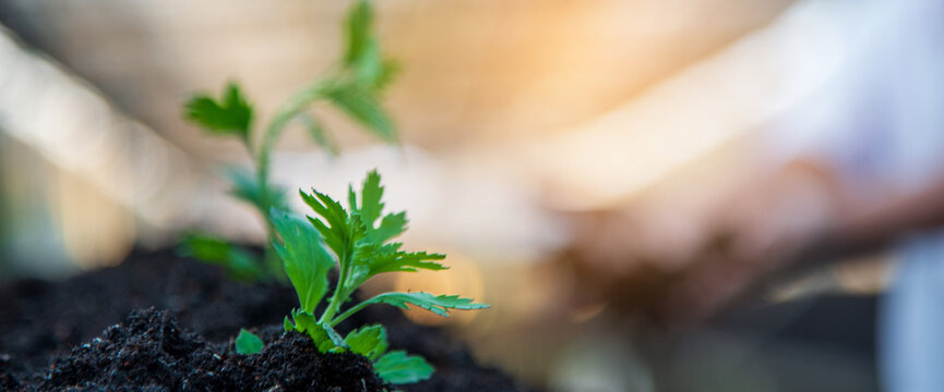 Banner Farmer hands planting tomato tree. Growing Red tomato Smart farmer plant in organic eco green farm sustainable quality control. Hand holding tomato plant in greenhouse with copy space