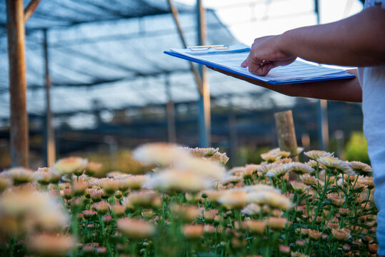 Smart farmer checking plant in eco green farm sustainable quality control. Green agriculture. Close up Hand check quality control plant tree. Farmer cultivated planting in eco Farmland biotechnology