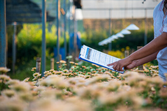 Smart farmer checking plant in eco green farm sustainable quality control. Farmer cultivated planting in eco Farmland biotechnology. Green agriculture. Close up Hand check quality control plant tree