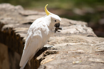 this is a side view of a sulphur crested cockatoo eating © susan flashman