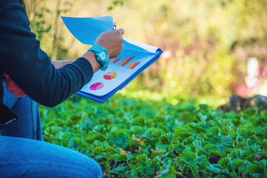 Smart farmer checking plant in eco green farm sustainable quality control. Farmer cultivated planting in eco Farmland biotechnology. Green agriculture. Close up Hand check quality control plant tree