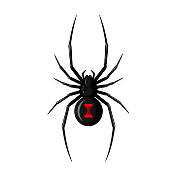 Black widow spider with distinctive red hourglass mark on abdomen