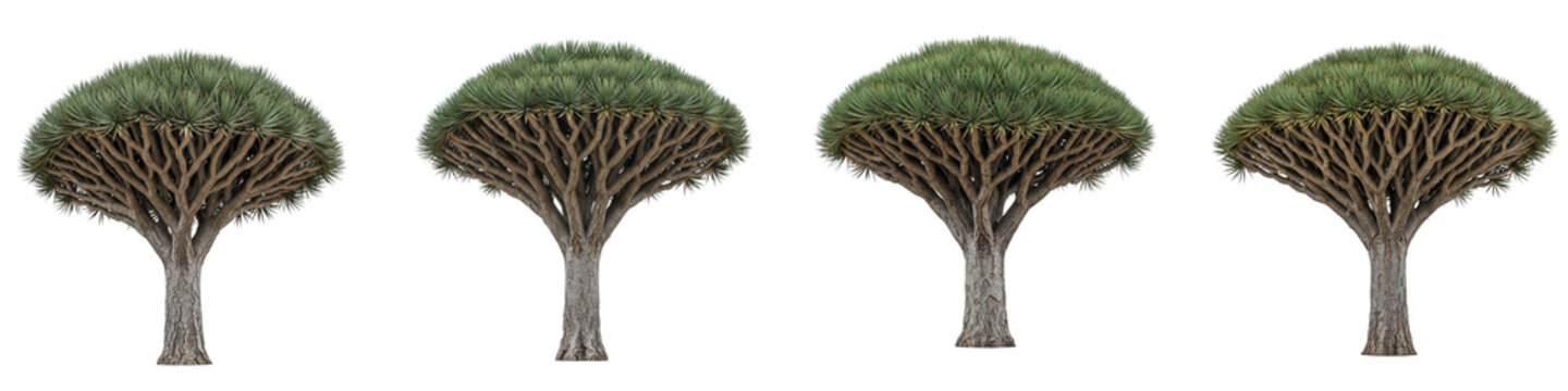 Four dragon blood trees isolated on black background for design