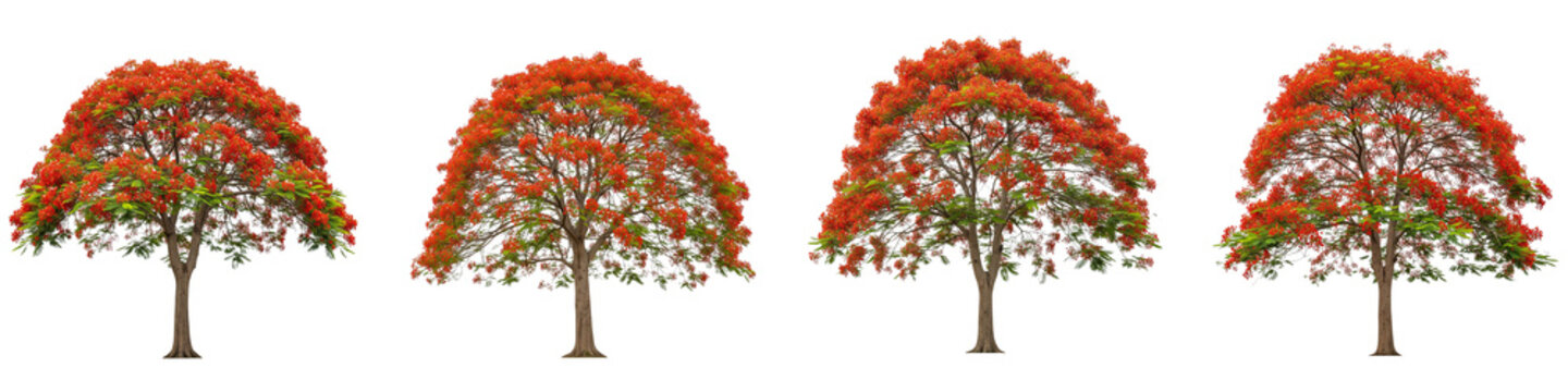 Four flamboyant trees with red flowers isolated on black background
