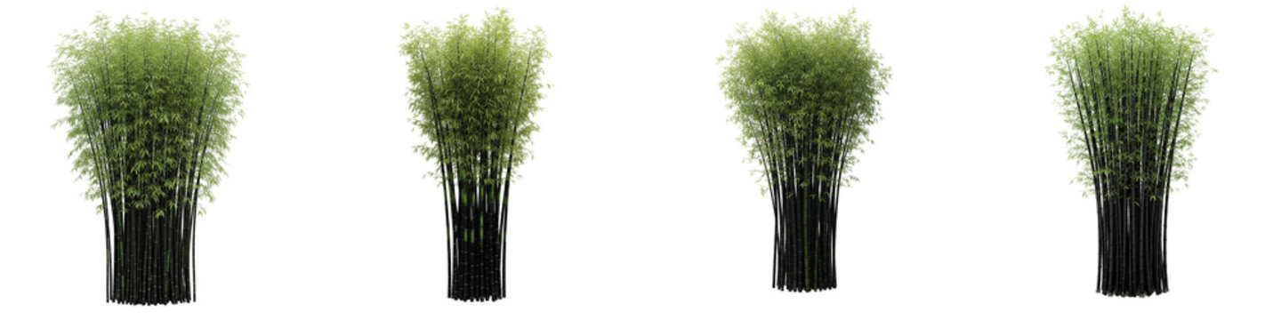 Four green bamboo plant clusters arranged in a row isolated on black