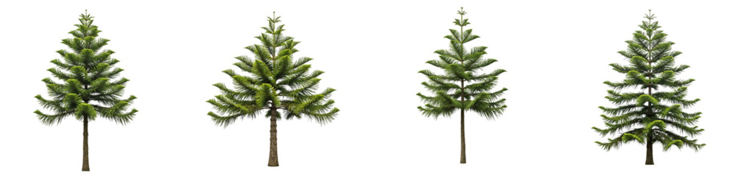 Four green pine trees isolated on a black background for design