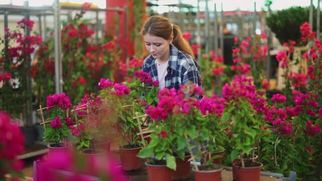  Girl examines goods and chooses bougainvillea seedling climbing shrub in flowering shop. Wholesale supplies from direct manufacture, wholesale and retail sales 