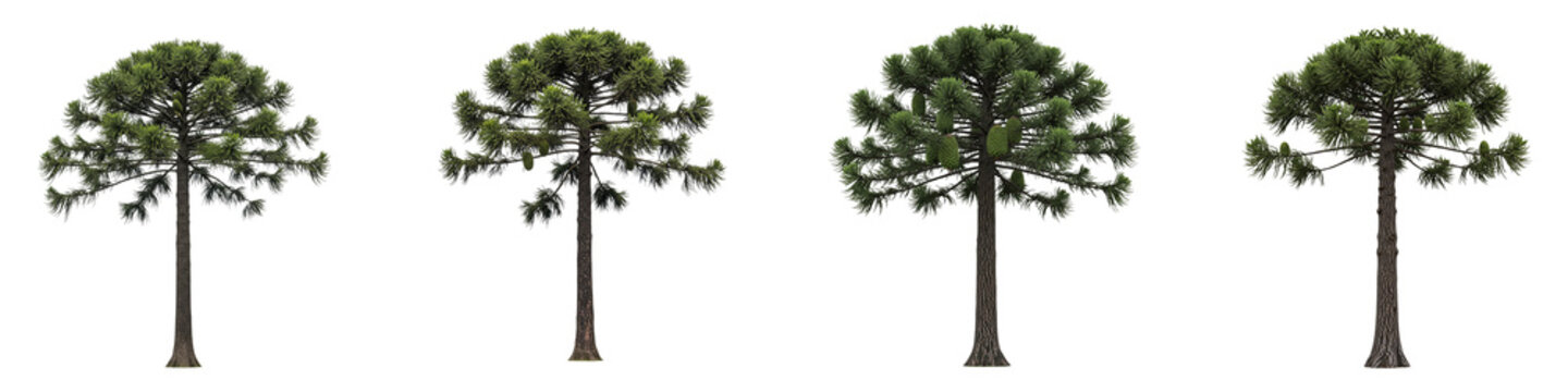 Four isolated araucaria trees with green foliage on black background
