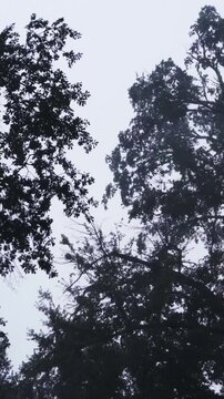 Rain, Wind and Thunder - Vertical HD