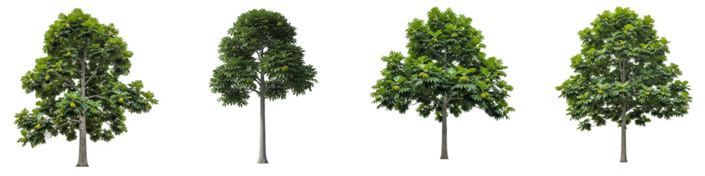 Four isolated breadfruit trees with green foliage on black background