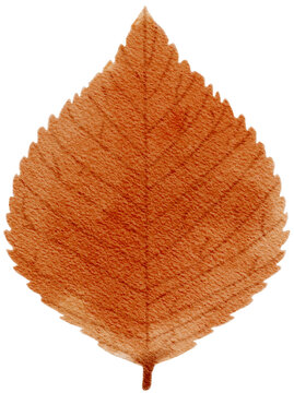 Poplar leaf autumn watercolor clipart 