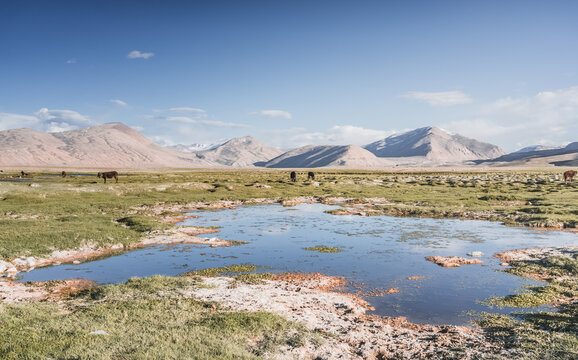 Livestock grazing in a grassy mountain valley at sunset, set against a snow-capped mountain range with glaciers; cows in a pasture in the Pamir Mountains