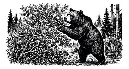 Vintage bear engraving in forest landscape, black and white grizzly bear foraging from berry bush, antique woodcut style wildlife illustration vector © sajida